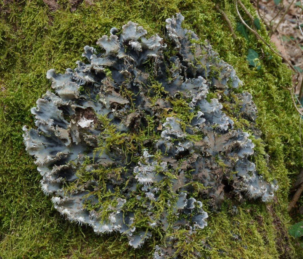 Peltigera?